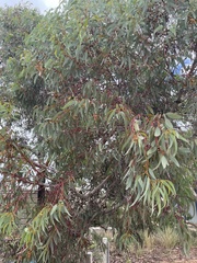 Eucalyptus torquata