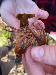 Lacunicambarus diogenes