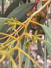Eucalyptus torquata