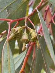 Eucalyptus torquata