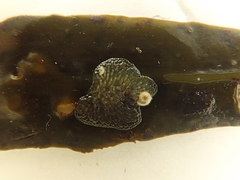 Alcyonidium polyoum