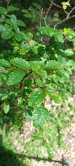 Nothofagus pumilio