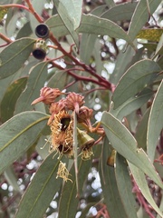 Eucalyptus torquata