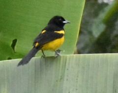 Icterus prosthemelas