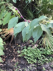 Callicarpa americana image