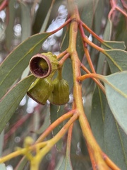 Eucalyptus torquata