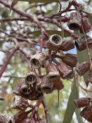 Eucalyptus torquata