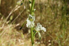 Chloraea prodigiosa