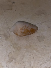 Conus purus