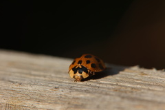 Harmonia axyridis