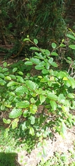 Nothofagus pumilio