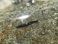 Romankenkius patagonicus