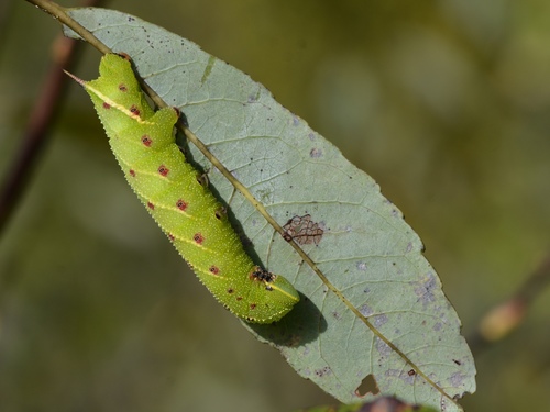 Twin-spotted Sphinx
