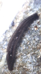 Romankenkius patagonicus