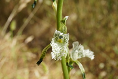 Chloraea prodigiosa