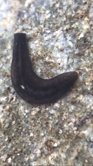 Romankenkius patagonicus