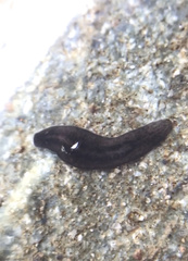 Romankenkius patagonicus