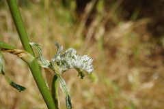 Chloraea prodigiosa