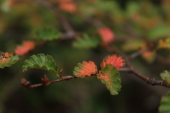 Nothofagus pumilio