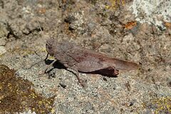 Oedipoda canariensis