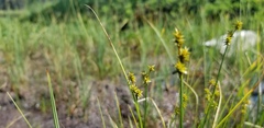 Carex echinata