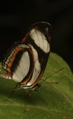 Eresia