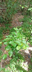 Nothofagus pumilio