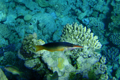 Gomphosus klunzingeri