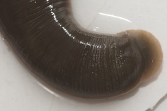 Trocheta