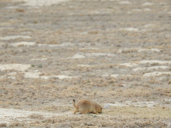 Cynomys mexicanus