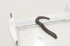 Trocheta