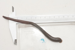 Trocheta