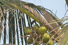 Chalcomitra fuliginosa