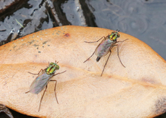 Plagioneurus univittatus