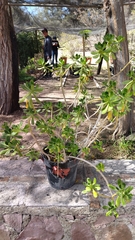 Anacardium occidentale