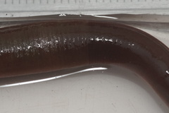 Trocheta