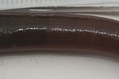 Trocheta