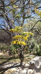 Chloroleucon mangense