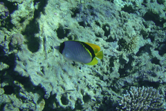 Chaetodon lineolatus