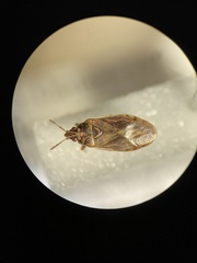 Chilacis typhae