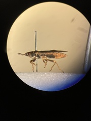 Chilacis typhae