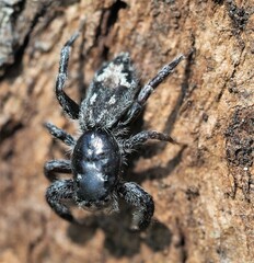 Ocrisiona leucocomis