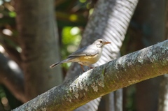 Turdus libonyana