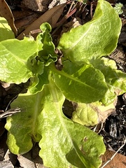 Lactuca sativa