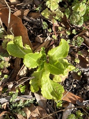 Lactuca sativa