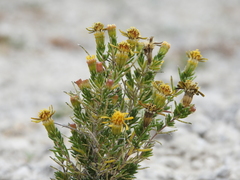 Thymophylla acerosa