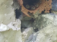 Nannotrigona perilampoides