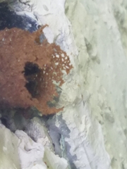 Nannotrigona perilampoides