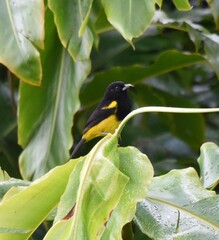 Icterus prosthemelas