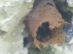 Nannotrigona perilampoides